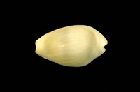 藏品(黃寶螺)的圖片